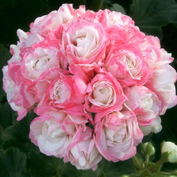 Komplekts Rožu ziedu pelargonijas